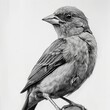 Detailed Pencil Sketch of a Summer Tanager Bird in Black and White on a Blank White Background