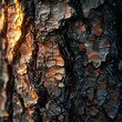 Golden hour sunlight illuminates the rugged texture of pine tree bark, highlighting the contrast and patterns in a close-up shot.