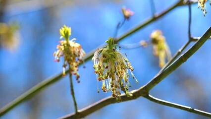 Wall Mural - our box elder blooming this spring in windsor in upstate ny.