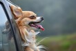 A canine companion experiencing the joy of a car ride, its head extended out the window with its tongue flapping freely in the wind.
