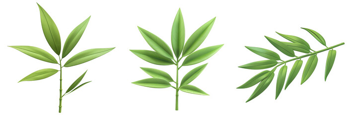 PNG bamboo leaf 3d icons and objects collection, in cartoon style minimal on transparent, white background, isolate