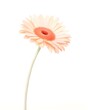 Soft and Vibrant Gerbera Daisy Watercolor Painting with Delicate Petal Textures and Organic Gradients