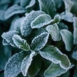 A close-up image capturing the delicate frost crystals edging the green leaves of a plant during the cold winter months.