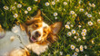 Top view Joyful smiling border collie dog lies in the grass and daisies, in the sun, summer atmosphere, looks at the camera, copy space