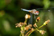 Macro stock photo Pachydiplax longipennis Blue Dasher Dragonfly