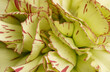 Carnations macro photo image stack