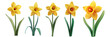 © gunzexx png and bg - PNG daffodil 3d icons and objects collection, in cartoon style minimal on transparent, white background, isolate