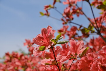 Wall Mural - ヤマツツジ　Rhododendron kaempferi (species of rhododendron)