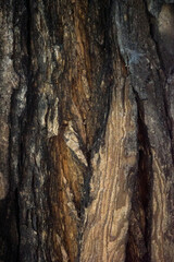 Canvas Print - bark wood skin dry tree texture and background, nature life concept abstract