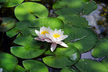 Wall Mural - Beautiful Waterlilies on a Pond