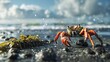 A curious crab inspecting a piece of seaweed washed up on the shore of a vast beach, its pincers delicately probing the foreign object.