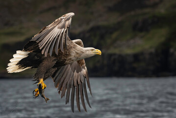 White tailed eagle in flight with fish close up