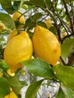 lemon on tree