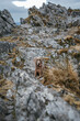 Weimaraner dog hiding among the rocks