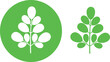 Moringa logo. Isolated moringa on white background