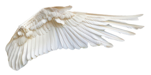 Wall Mural - Angel's wing isolate on transparent png.