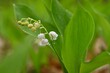 Spring green background with nature in the forest. Beautiful small white plant - flower - Lily of the valley. (Convallaria majalis)