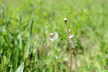 Old dandelion flower in green bokeh grass spring bright meadow