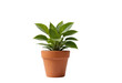 © Rahul - plant in a pot on transparent background