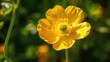 The vibrant yellow buttercup danced in the sunlight its petals glowing with a warm hue