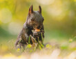 Eichhörnchen frisst eine Nuss auf der sonnigen Wiese