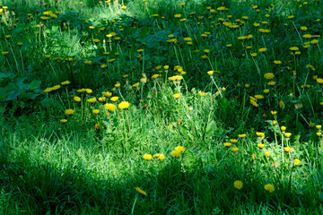 Wall Mural - Beautiful spring flowers grow in a garden on a flower bed