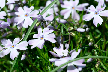 Wall Mural - Beautiful spring flowers grow in a garden on a flower bed