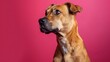 A studio shot of a brown mutt dog looking off to the side with a curious expression on its face against a pink background.