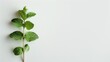 © Katty - Single mint sprig on a clean white background.
