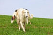 Two Russian greyhounds running across a field during a walk. Active recreation concept with dogs.