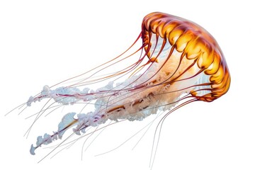 Poster - A serene image of a jellyfish floating in the water. Perfect for aquatic themed designs