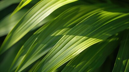 Poster - Close up of a green plant with water droplets, suitable for nature and environmental concepts