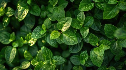 Poster - Close up of vibrant green leaves, perfect for nature backgrounds