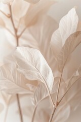 Poster - Close-up view of green plant leaves, suitable for botanical or nature concepts