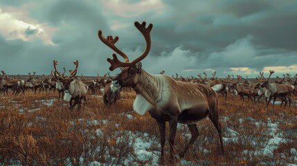 Aufkleber - A herd of reindeer standing on top of a snow covered field. Suitable for winter themes
