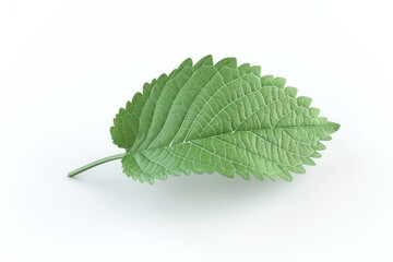 Poster - A single green leaf resting on a clean white surface. Perfect for nature or minimalist concepts