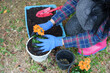 Content Asian woman places orange flowers into pot. Kneels on grass, blue gloves on, focused task of gardening, surrounded by nature's calm. flower garden owner Taking care of trees for sale