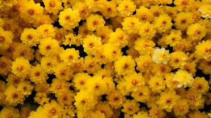 Wall Mural - Close-up image capturing the vivid beauty and lively yellows of fresh coreopsis blossoms