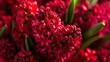 Vibrant claret hyacinth blooms bursting forth creating a stunning holiday bouquet