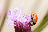 Fototapeta Dmuchawce - Ladybug on a flower with purple petals. close-up, selective focus.