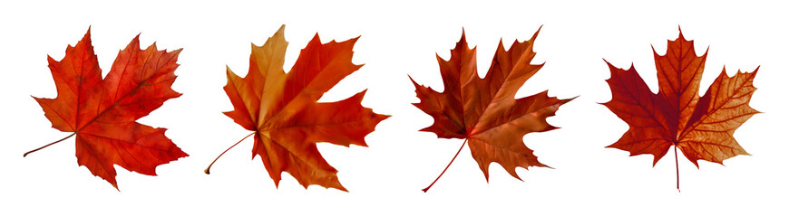 Wall Mural - Autumn maple leaves isolated cut out png on transparent background