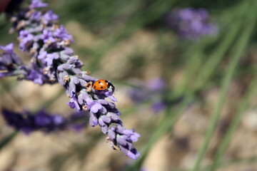 Wall Mural - une coccinelle sur la lavande