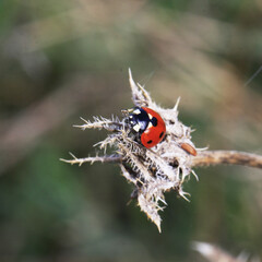 Sticker - une coccinelle sur un chardon