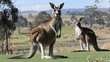 Kangaroos freely roaming on Australian golf course offer a unique wildlife experience. Concept Wildlife Encounter, Golf Course, Australian Adventure, Kangaroo Observation, Nature Photography
