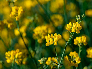 Detail of yellow coronilla (Coronilla juncea) flowers in the spring countryside of Andalusia