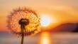 Sun-Kissed Bloom: Dandelion Radiating in Evening Sunlight