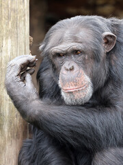 Wall Mural - chimpanzee (pan troglodytes) in natural habitat