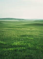 Poster - b'Grasslands are vast areas of land covered with grass and few trees'