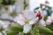 Kwitnące kwiaty jabłoni na gałęzi. Zbliżenie pachnących różowych kwiatów jabłoni. Wiosenne kwiatki na jabłonce.
