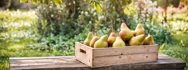 Sticker - Harvest of pears in a wooden box against the backdrop of a pear orchard. Photo of a crate filled with fresh green pears. 